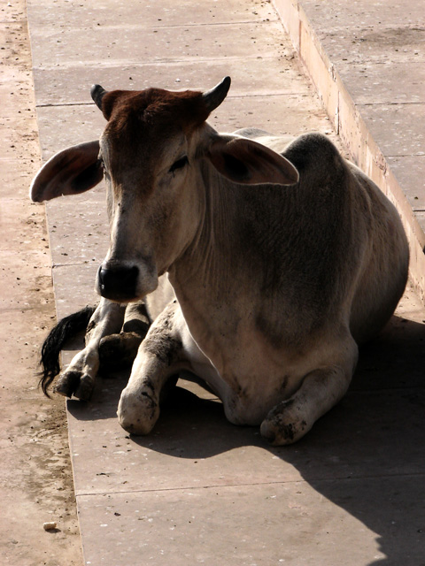 pushkar-the-holy-cow.jpg